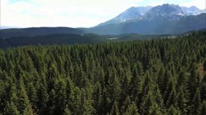 Белые розы Диско 2024