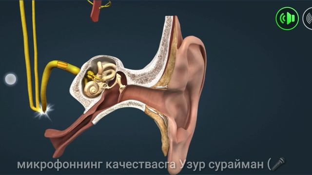 QULOQ PARDASI TESHILSA OPERATSIYA QILISH SHARTMI?