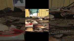 Куры 🐔 гуси 🪿 утки 🦆 выгодно заниматься? + обратная сторона птицеводства.