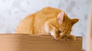 Наши милые котики, 3. Котики кушают