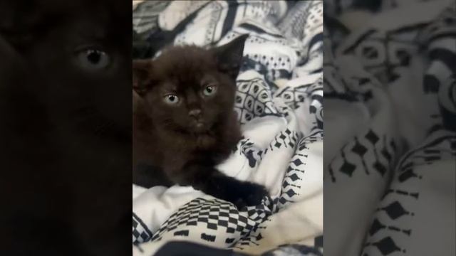 Котенок с добрым утром 😳