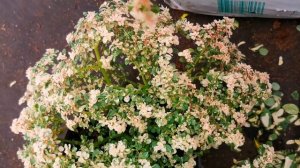 ЧЕРЕНКУЮ ПИЛЕЮ, КАК ЭТО ДЕЛАТЬ?