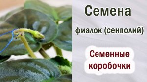 Когда убирать СЕМЕННЫЕ КОРОБОЧКИ на фиалках. Созревание семян. Семена фиалок (сенполий).