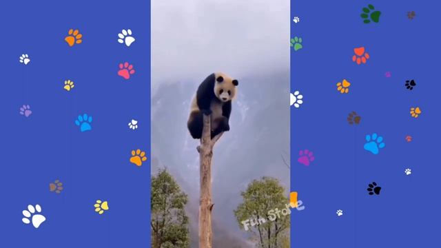 Подборка лучших смешных видео