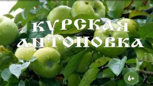 «Курская антоновка». Информминутка