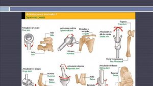 UNIDAD 2 TEMA 2 3 6  SINDESMOLOGIA O ARTROLOGIA