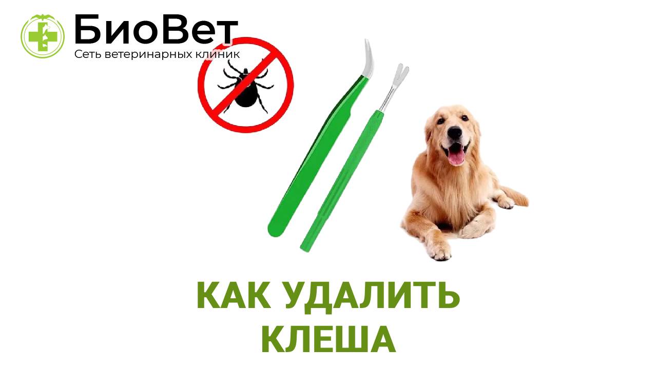Как вытащить клеща
