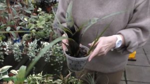 Бромелия (Bromelia)