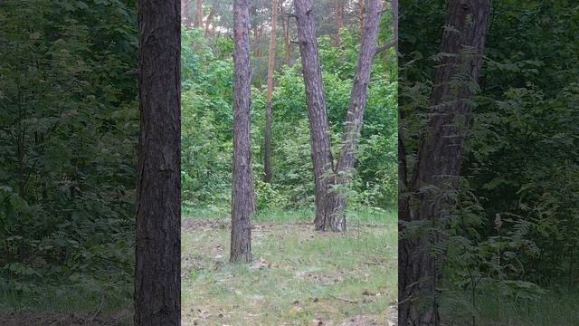 Красивое видео, весенний лес – красивый релакс, - умиляешься.