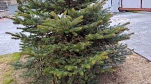 Еловый пилильщик. Сожрёт  хвойники за две недели.