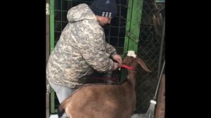 Как я делала подкожный укол козам