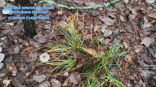Грибы растут, хотя было -8! Рядовки, маслята и другие грибы в конце ноября