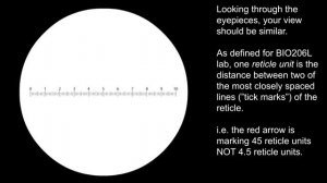 Ocular reticle of the Olympus CX31 microscope