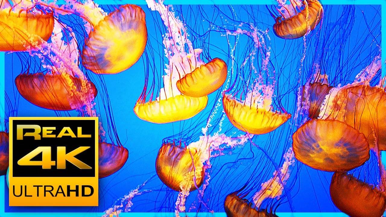 The world's most relaxing jellyfish aquarium screensaver! 4K UHD