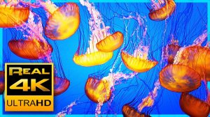 The world's most relaxing jellyfish aquarium screensaver! 4K UHD