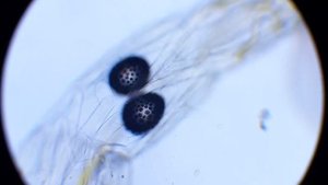 Личинка комара Коретра