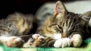 Наши милые котики, 4. Ушастый пушистик