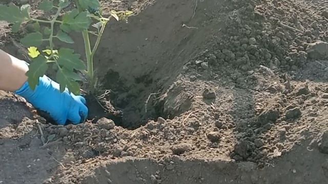 Высадка рассады в открытый грунт. Все подробности на моем сайте https://rastipomidor.ru/ смотреть онлайн