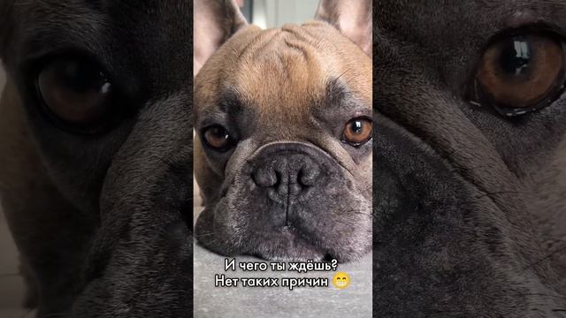 Не заводи французского бульдога пока не посмотришь это видео смотреть онлайн
