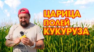 Царица полей кукуруза!