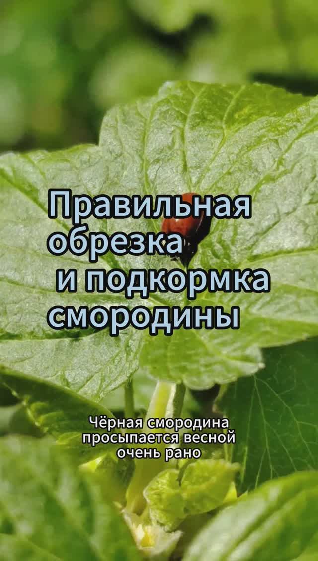 Смородина осенью: правильная обрезка и подкормка #shorts #смородины