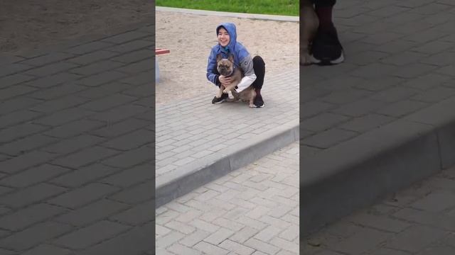 Истерика французского бульдога. В комментарии всë рассказала. смотреть онлайн