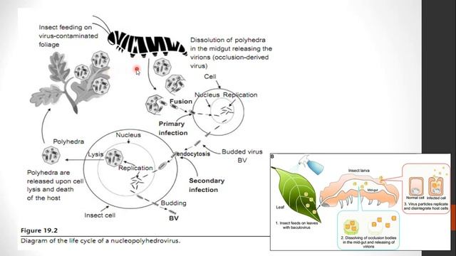 Materi Kuliah Bu Fani UAJY - Bioinsektisida смотреть онлайн