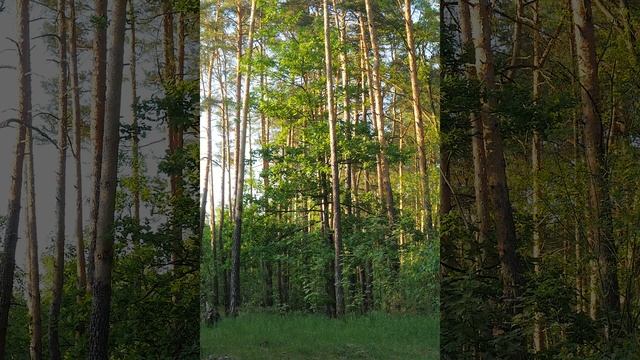 Природа весной как всегда в самом соку, красива и притягательна, и в лесу много чего еще интересно
