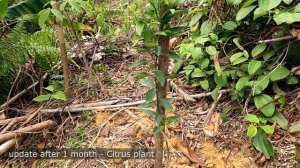 Citrus plant after 1 month