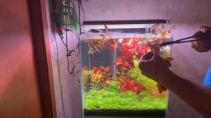 Подрезка, и пересадка людвигии