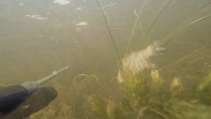 Подводная рыбалка на карася(буфало) в июне. Spearfishing crucian carp June GoPro HD