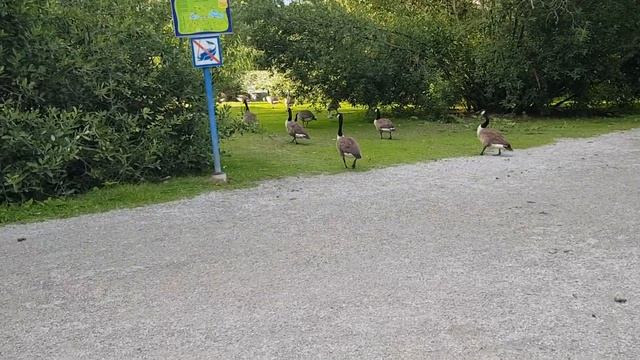 #siguiendo al#ganso#canadiense #canadagoose#råstasjön #siguemenature #swedishnature#ห่าน смотреть онлайн