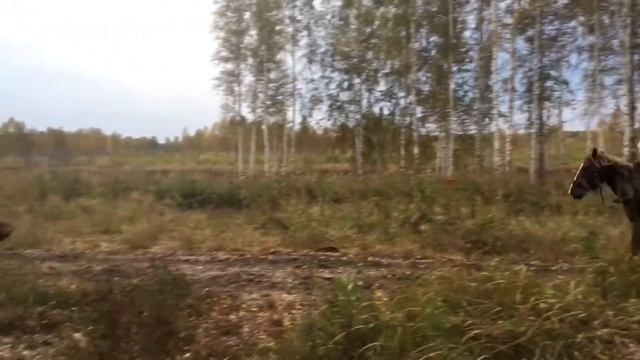 Казачья жизнь. Ранний подъем. Джигитовка. Тренировка. Питание. #5 смотреть онлайн