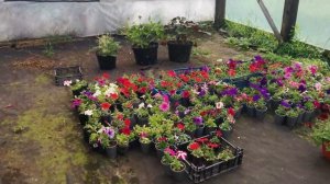 СЕЗОН ИДЁТ.ДНИ ЛЕТЯТ. ЖИЗНЬ ТЕПЛИЧНИКОВ.