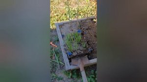 Что выросло из деток гладиолусов. Вывод и отзыв