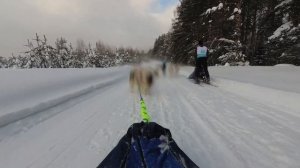 Чемпионат ФЕС Владимирской области 2022 в Доброград / Sled Dog race Championship of Vladimir Region