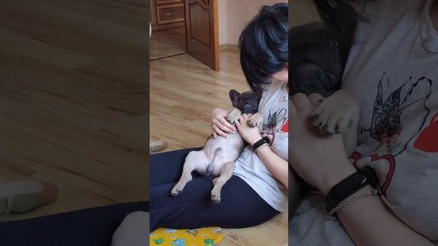Чуть не сломала щенка французского бульдога смотреть онлайн