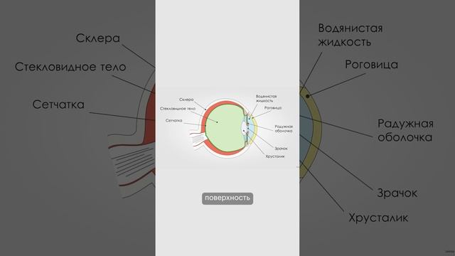 Наши глаза видят мир перевернутым!