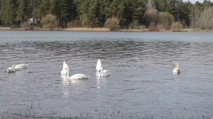 Музыка - вдохновение. Красота природы. Music is an inspiration. The beauty of nature. Ждановичи!!!