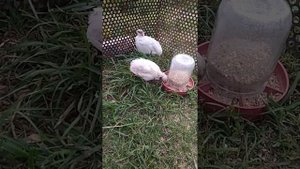 Расклёв у перепелов! Что делать?