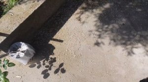 Оливочка цветёт. Ай цацка. Дождь не помешал бы.