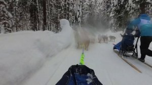 гонка на собачьих упряжках глазами участника, экшн камера \ Dog sledding race/ action camera