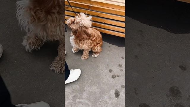 Знакомство хвостиков перед Пет-экскурсией