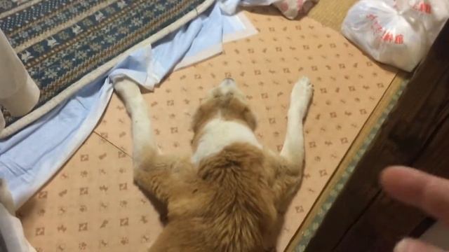 Гайна Заболела... смотреть онлайн