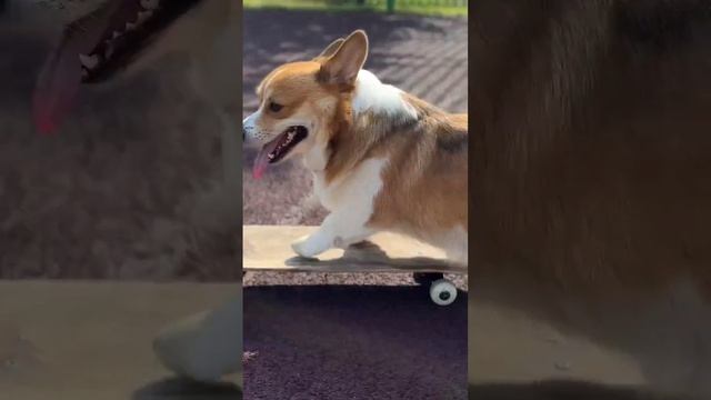 Корги на скейте Полное видео на канале!#коржмарти #корги #скейтпарк #собака #животные #corgi #dog