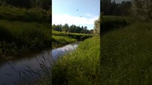 Подойти поближе, чтобы увидеть получше и услышать. Чайкины увлечения. Реально ловят рыбу. 🕊️🌊😊