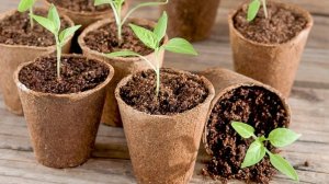 Моя рассада 2020