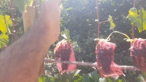 Виноград Молдова созрел. 11.08 2024 г.