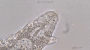 Tardigrade / Water Bear Under a Microscope - Micro Creatures