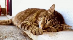 Наши милые котики, 5. Котики на природе